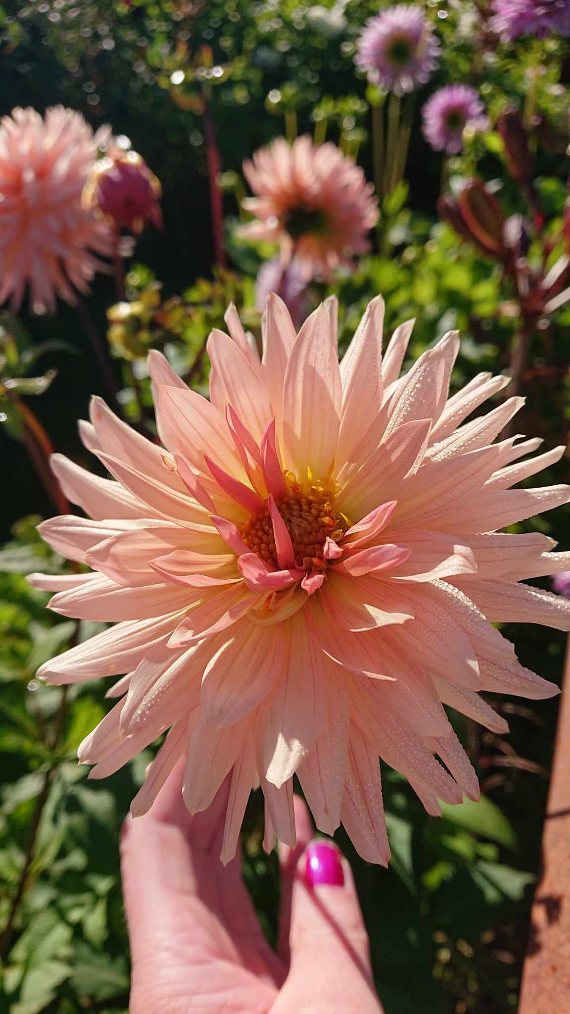 Dahlia Preference